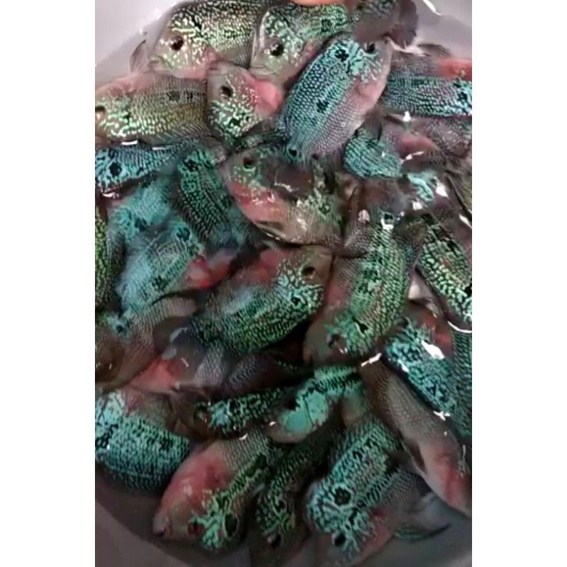 (COD) Ikan Louhan/Lohan SRM/SRD ukuran 7-8cm 2 jari BELI 3 GRATIS 1