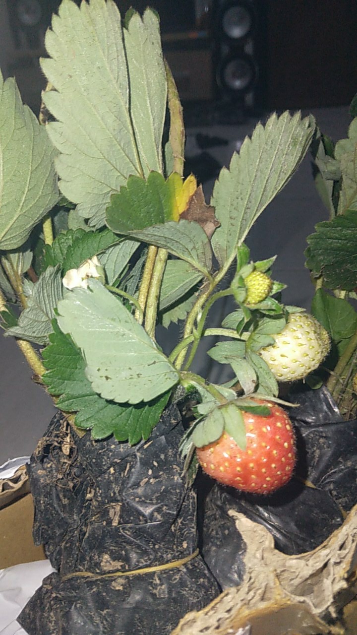 Tanaman Buah Strawberry Jumbo California Cod