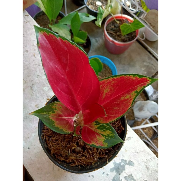 aglonema suksom jaipong stang pendek