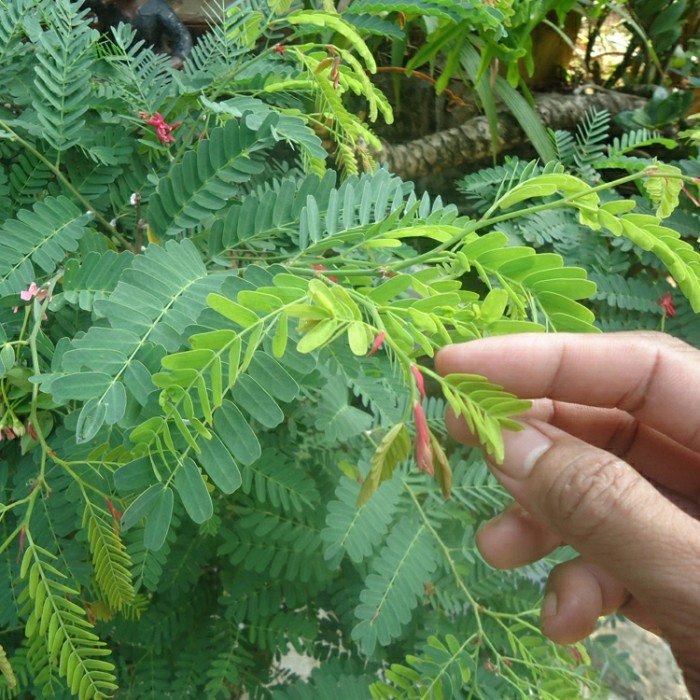 

DAUN ASAM JAWA KERING 1 KG - Tamarindus Indic - MURNI - JSR