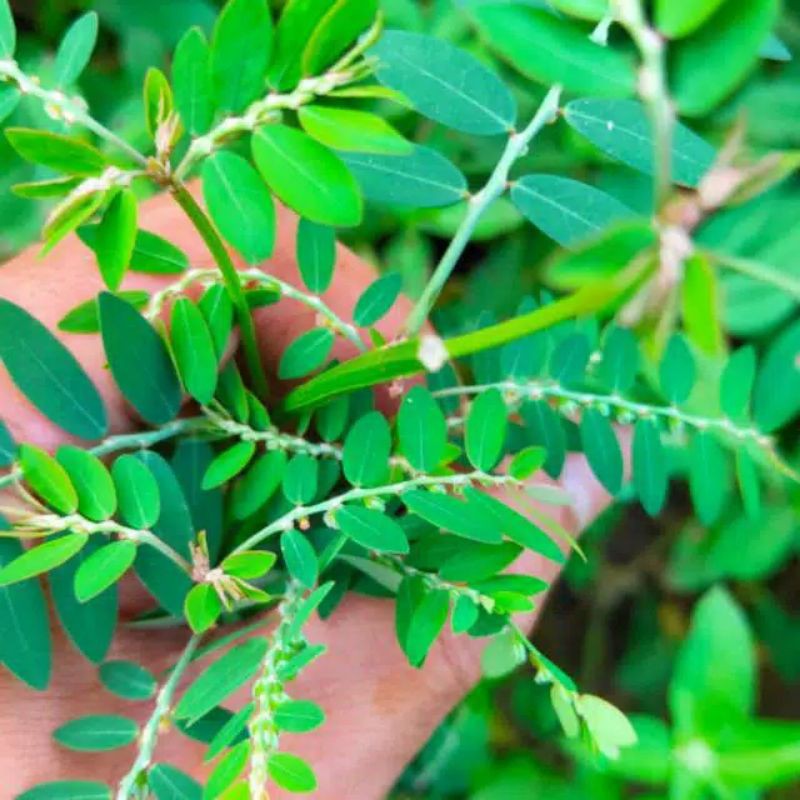 

Daun Meniran segar fresh 500 gram