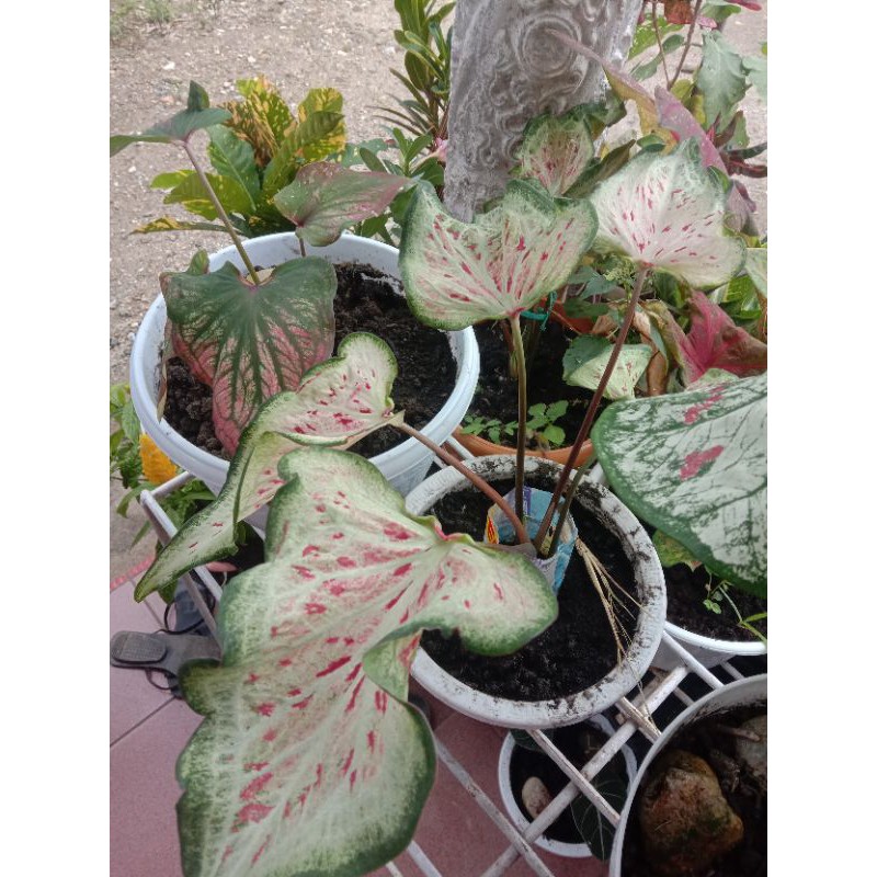 indukan pink ratana