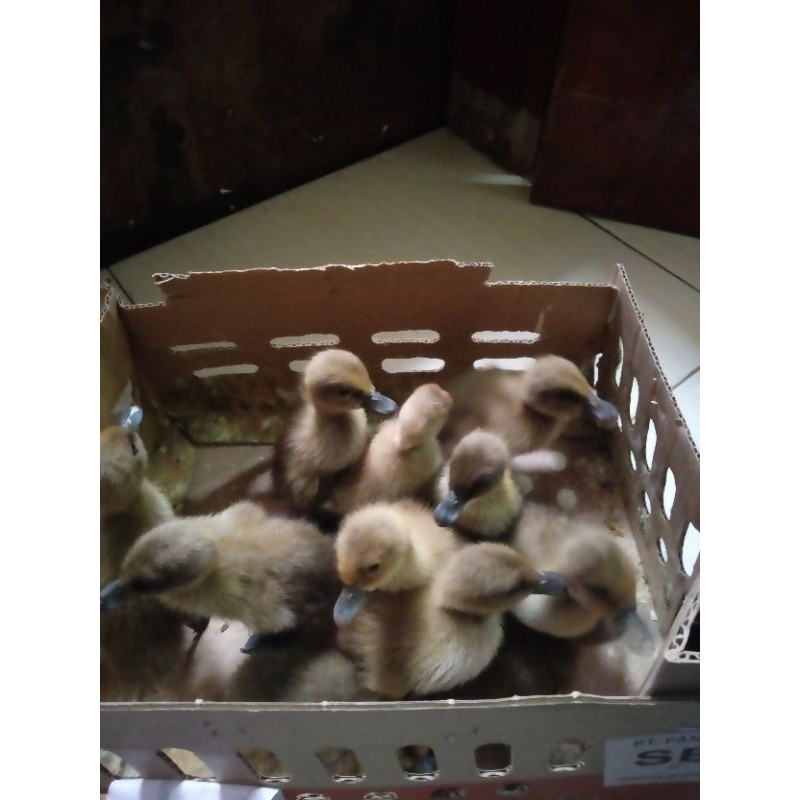 DOD Bebek Lokal Petelur betina - Bibit bebek Lokal