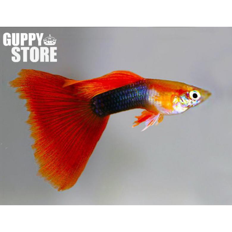 Ready Ikan Hias Ikan Guppy Hb Red Ikan Hias