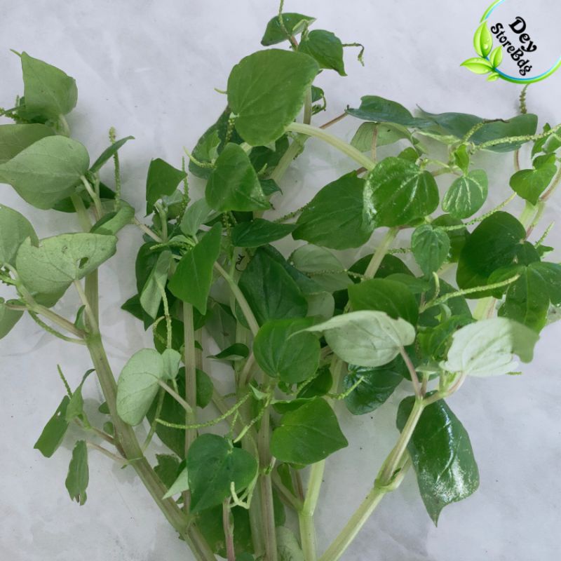 

Daun ketupang air atou sirih cina segar baru petik 1kg