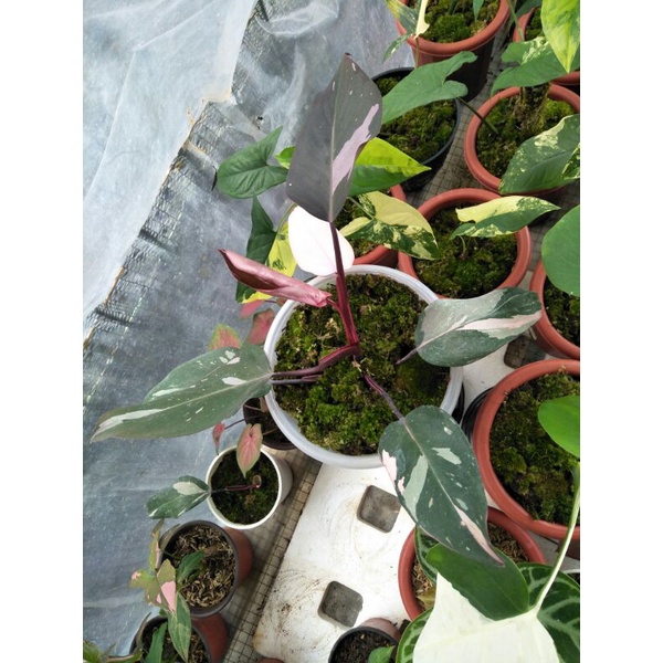 Philodendron Pink Princes marble