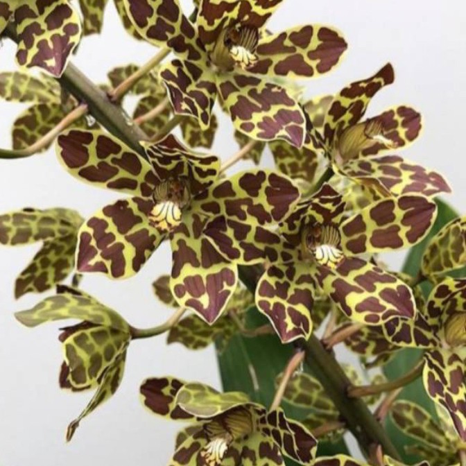 Grammatophyllum Tiger's Paw Dewasa
