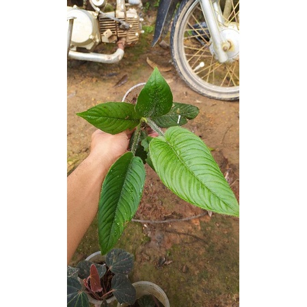 Schismatoglottis berbulu