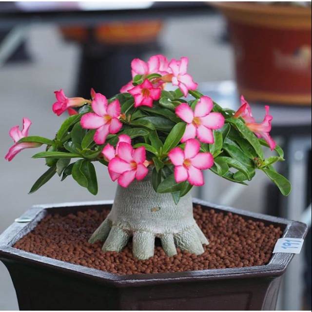 adenium bonggol besar bahan bonsai kamboja jepang