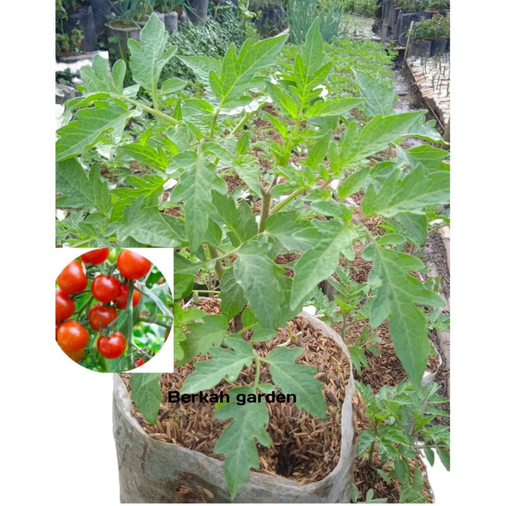 Bibit Tanaman Tomat Sayur Ceri Cepat Berbuah