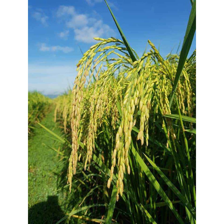 Biji Padi Unggul SR Bibit Padi Umur Genjah 1KG