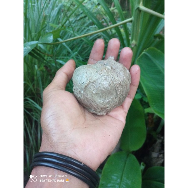 COD Pulut Burung Leuget Jebakan Pikat Lengket