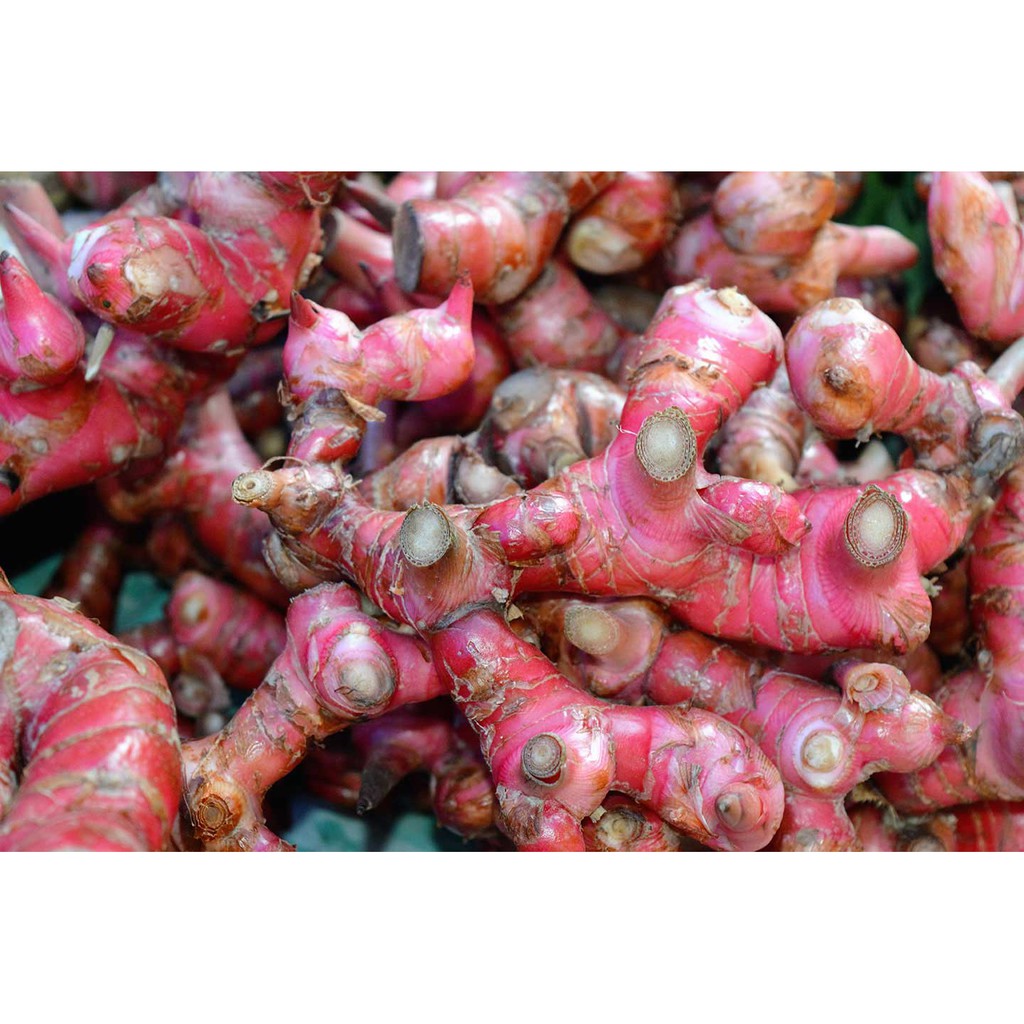 Bubuk Jahe Merah 500 g Simplisia Bubuk Red Ginger Rhizome Powder