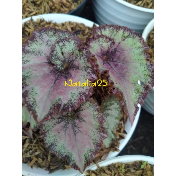 Tanaman Hias Bunga Hidup Begonia keong merah kode A