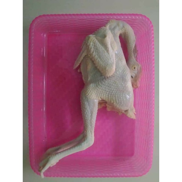 

ayam pejantan 600gram