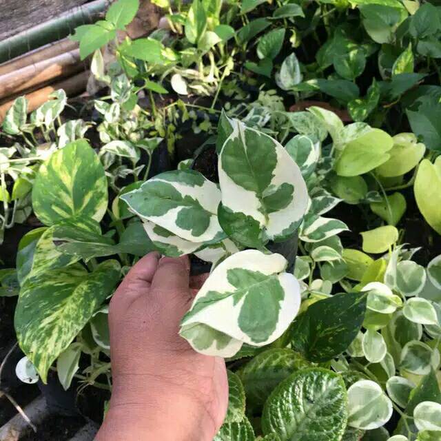 Sirih belanda Tanaman Hias