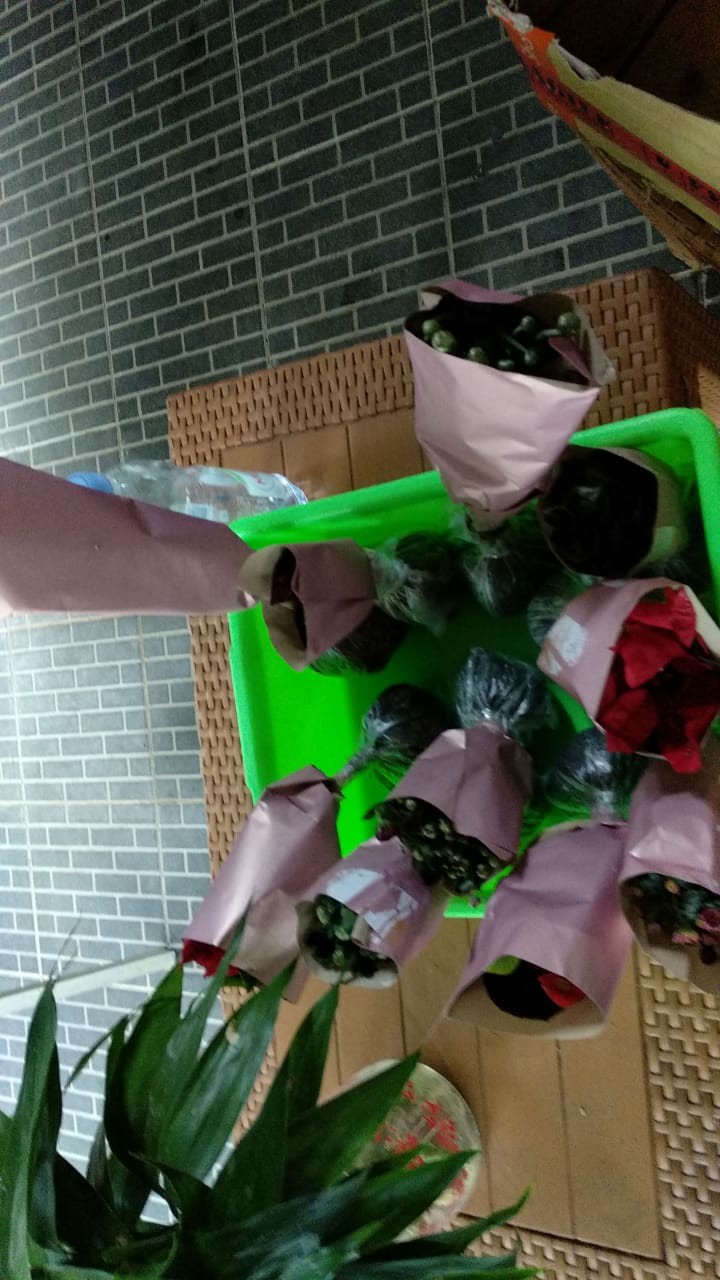 Tanaman Bunga Aster 4-6 Batang