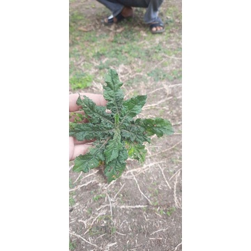 

Daun Obat Tapak Liman