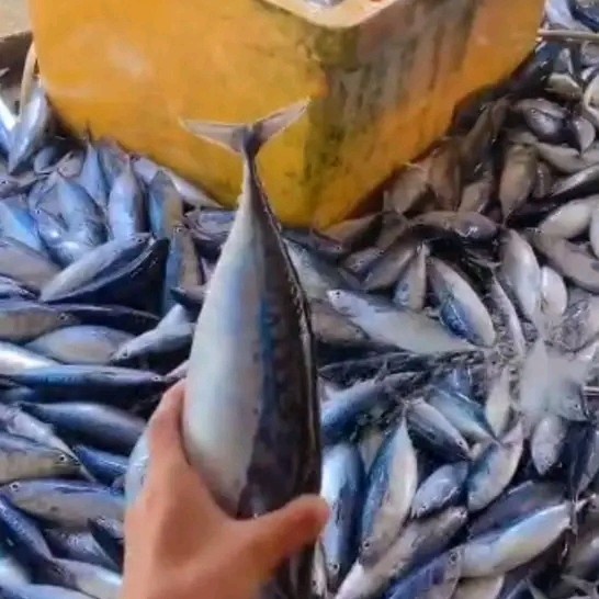 

New Ikan Kembung Segar Fresh per 1 kg
