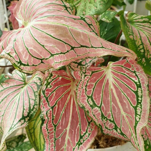 Tanaman Keladi Wayang - Caladium Murah -Indoor