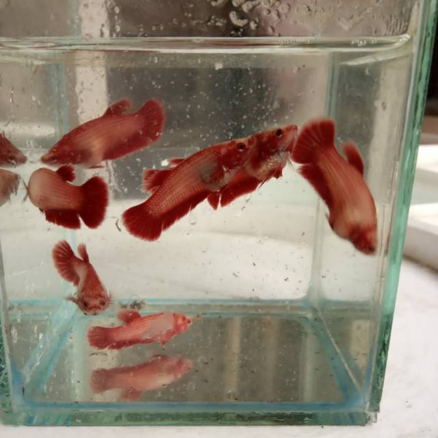 Cupang super red betina