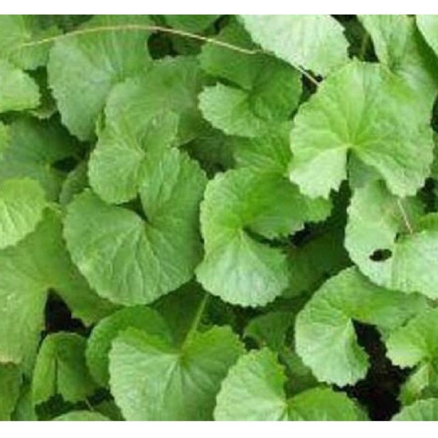 

daun pegagan segar 1 kg