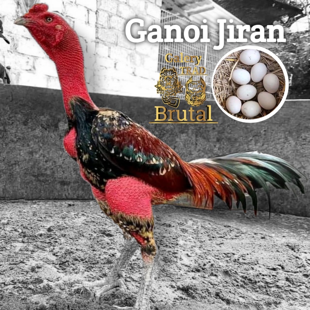 ayam bangkok asli ganoi jiran super telur fertil