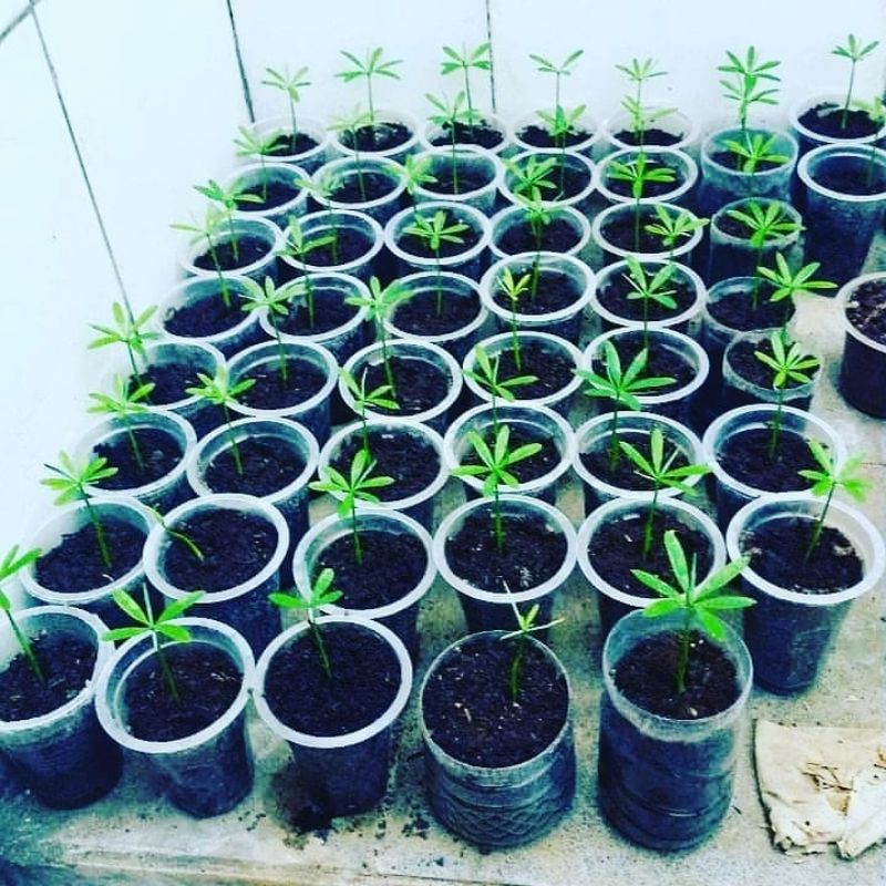 biji lohansung_mawar