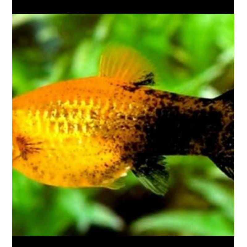 

black golden molly
