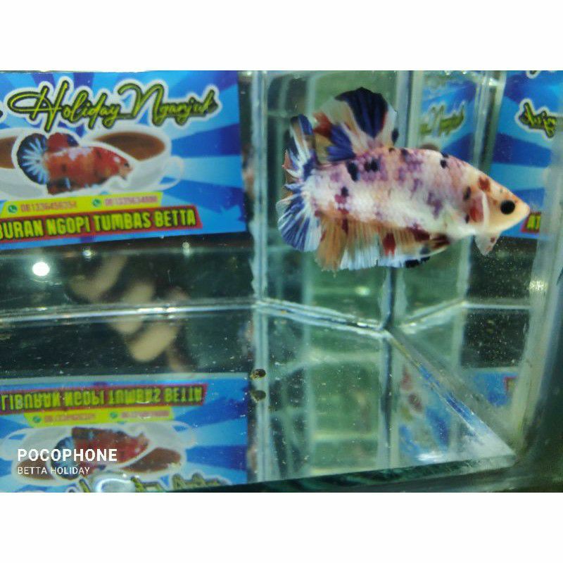 Cupang Candy Multicolor Male / Cupang candy Murah