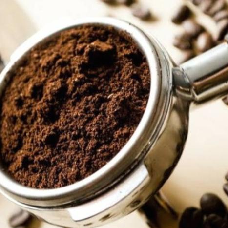 

kopi hewan