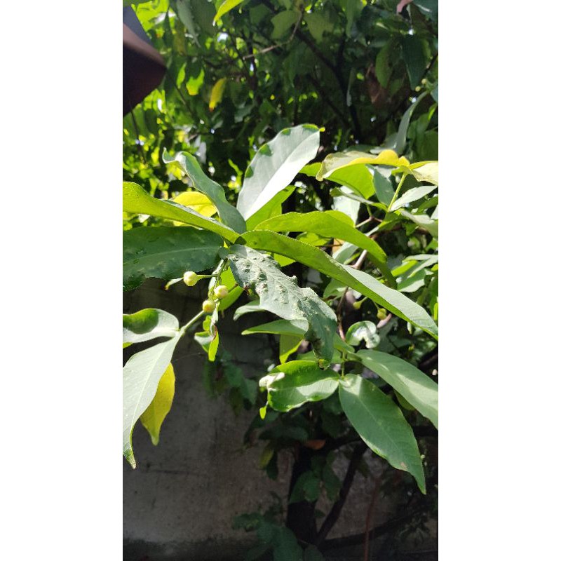 

Daun Jambu Air Segar per 200gram