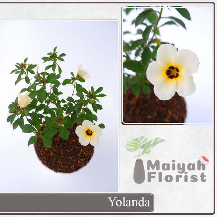 Bunga Pukul Delapan - Turnera Subulata - Yolanda - Lidah Kucing - Tanaman Hias