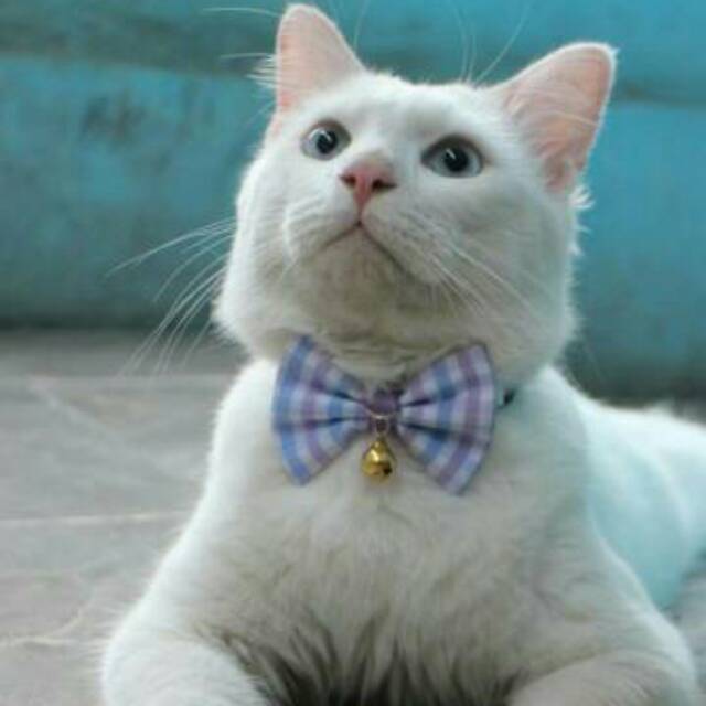 Dasi kupu-kupu lucu / baju kucing / bowtie kucing / dasi kucing