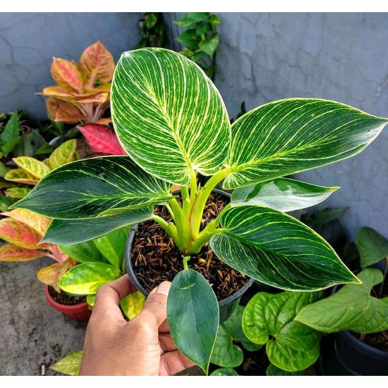 TANAMAN HIAS PHILODENRON BIRKIN // TANAMAN PHILO BIRKIN