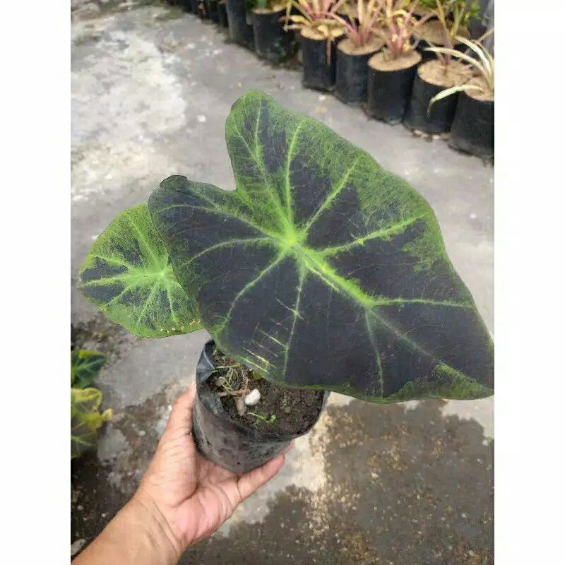 Colocasia Ilustris Black