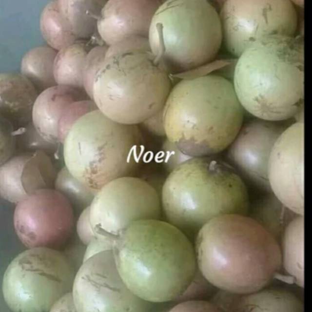 Buah Kenitu buah Sawo Manila Sawo Ijo Sawo Hijau Segar 1kg