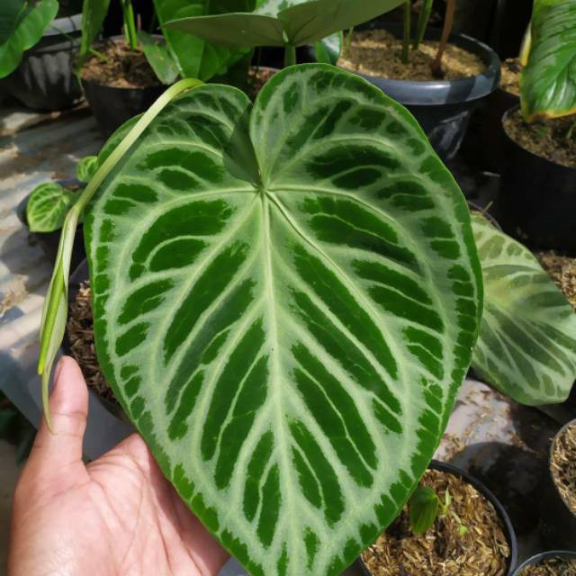 Baby Anthurium Silver/ Kuping Gajah Silver