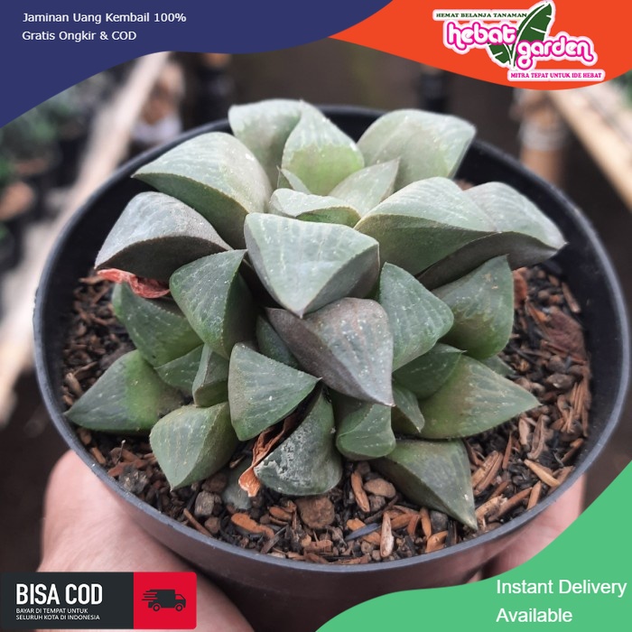 BELI DI SINI haworthia retusa coklat - Hebat Store