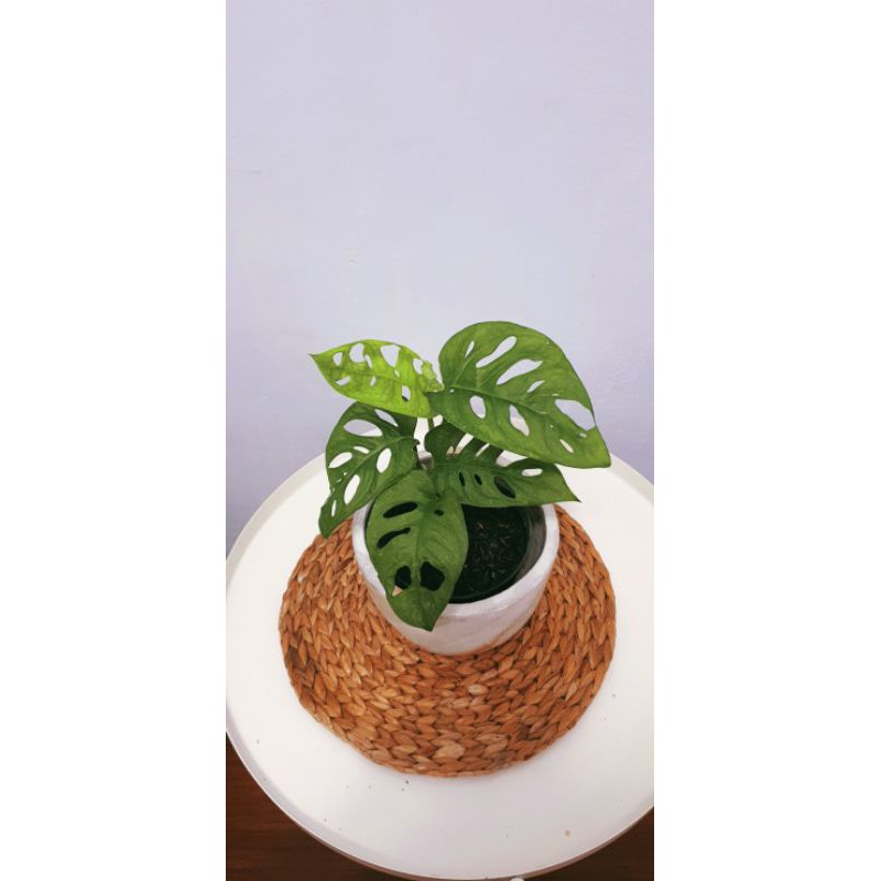 Monstera Acuminata asli stock daun lg besar2 ya cakep