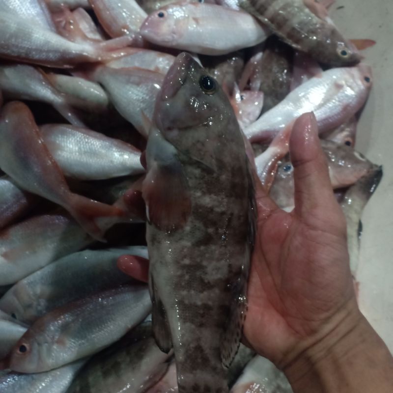 

ikan segar kerapu harian 1 kg