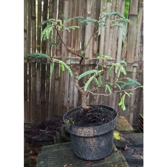 Bonsai Asam Jawa -+15cm || Bonsai Tanaman Asam Jawa || Tanaman Hias || Bibit Asam Jawa