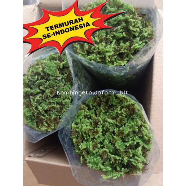 [TERMURAH] AZOLLA 3KG || AZOLA || AZOLA GEMUK || BIBIT AZOLA || ALTERNATIF PAKAN || AZOLLA BERKUALIT