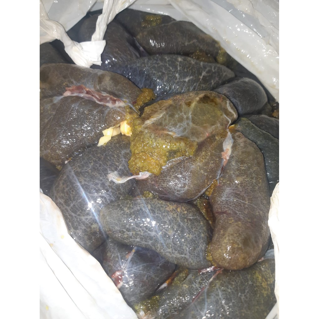 UMPAN GALATAMA TELUR LELE