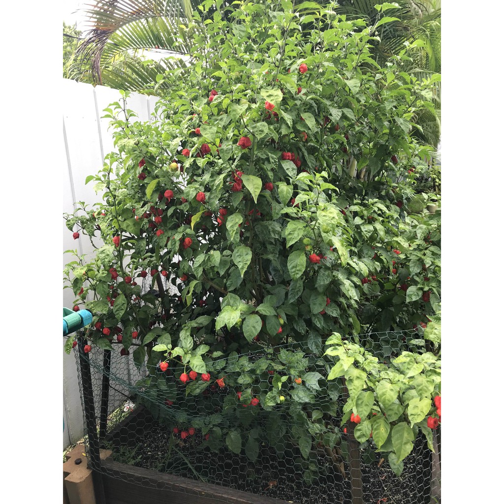 2 Bibit Cabe Carolina Reaper Merah Benih Cabai Rekor Terpedas di Dunia Kualitas Premium Sayuran Red-6