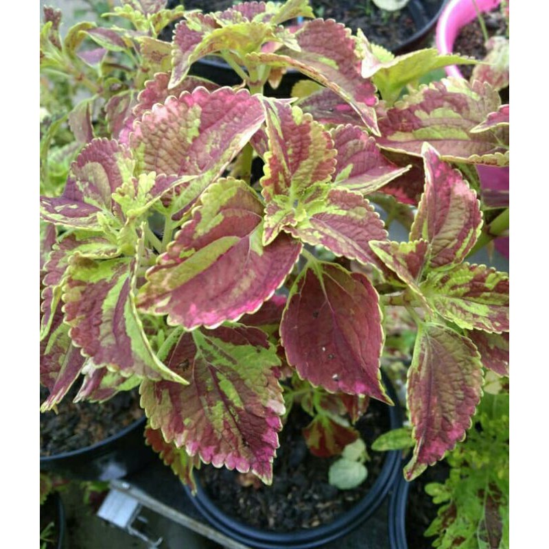 miana#lokal#premium#super#sultan