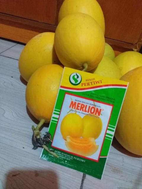 3 Biji - Benih Melon Golden MERLION F1