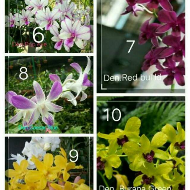 Dewasa Anggrek Dendrobium Dendro Thailand Aneka Warna Murah Bunga Hias Shopee Indonesia
