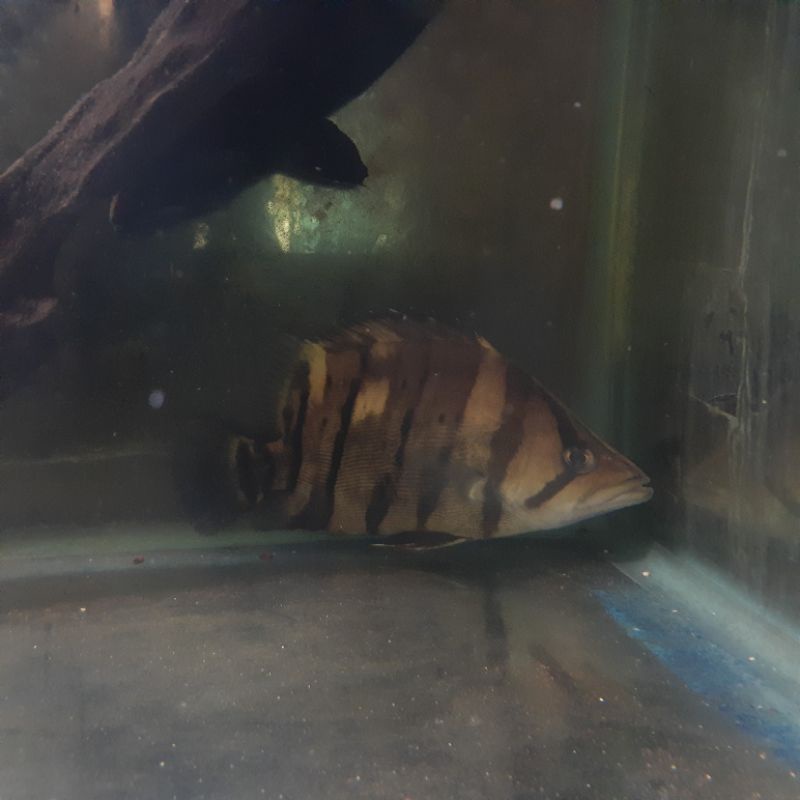 ikan datz tiger fish 4 bar simetris