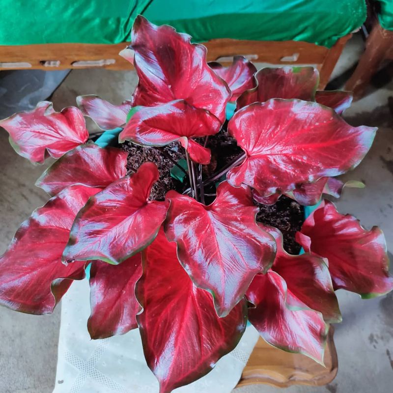 Keladi Red Hot Tanaman Hias Hidup Bibit Bunga Caladium Red Hot Murah keladi Merah